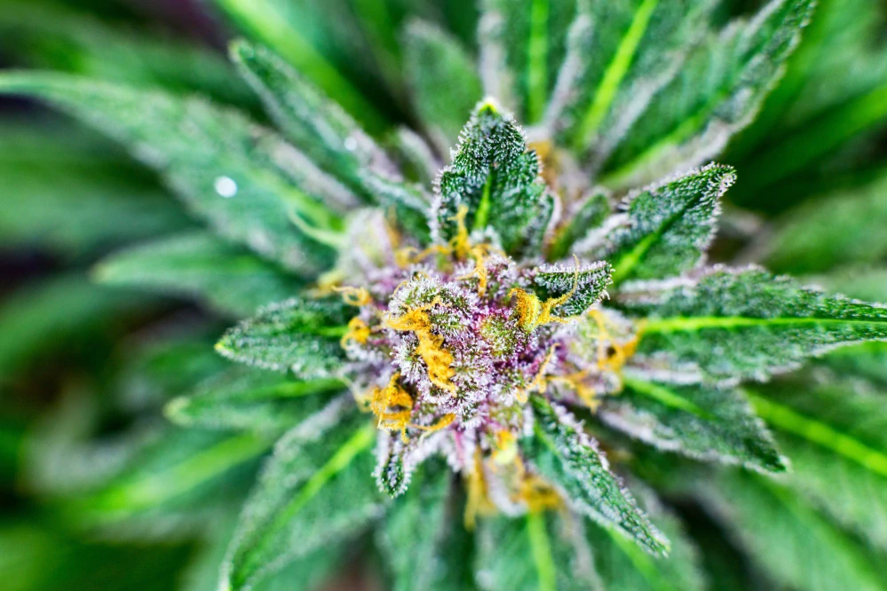 Thunder BERRY